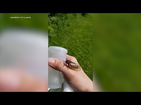 What to expect as Illinois cicadas emerge
