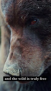 As a national legal non-profit, no one fights more cases for the environment than Earthjustice. Learn more at earthjustice.org/neverrest | Earthjustice