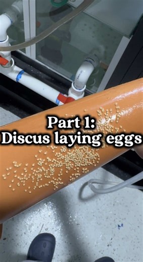 Essential Water Tests for Discus Breeding Success