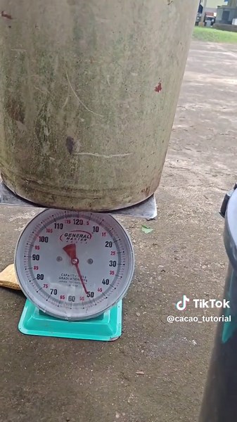 Fresh cacao beans collection for fermentation