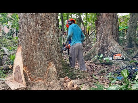Battling a Huge Tree! Old Tree Felling Lined Up!
