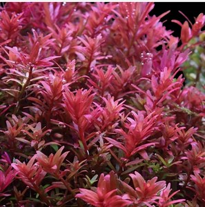 Rotala Rotundifolia 'blood Red‘, Live Aquarium/aquatic/freshwater/background/red/stem Plant, Planted Tank, Aquascaping - Etsy
