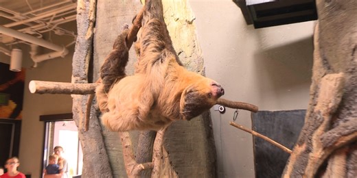 Wild Inside: Hanging out with Joe the Sloth