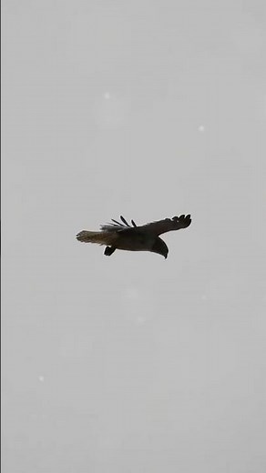 The Peregrine Falcon: Nature's Speed Demon