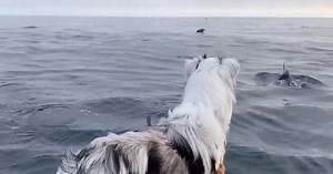 Dog mesmerized by dolphins
