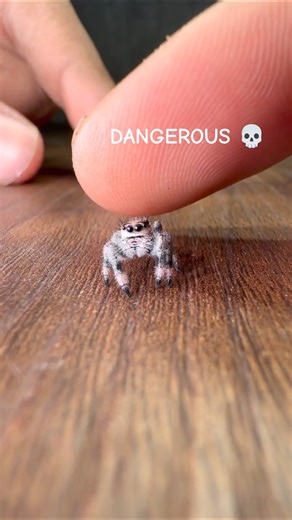 New Home for My pet Spider! #pet #animals #cuteanimals #pets #spider