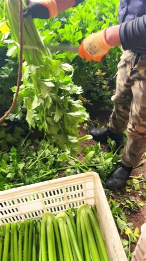 Farmer Harvesting Fresh Celery Stalks in Lush Green Field