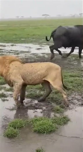 Incredible Buffalo Counter-Attack! Lion Gets Sent Flying! 🦁🐃 #Nature #Wildlife #BuffaloAttack