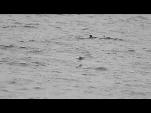 White-winged Scoter with Velvet - Lower Largo - Fife - 29/4/23