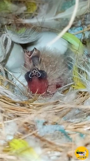 Mutation Finch Breeding Progress 🐥 || Mutation Finces Chicks 😍 #orangefinch #finch #halforangefinch