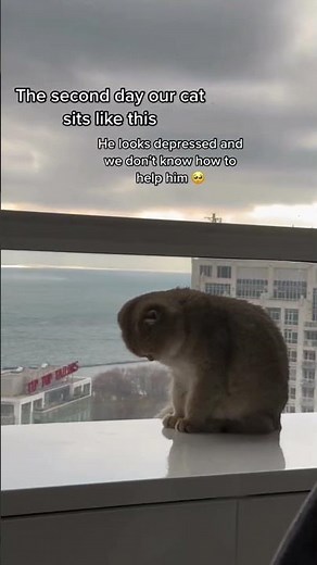 Cats depression is real. here how to stop it #cat