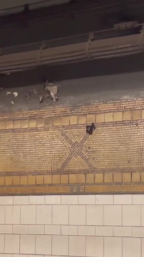 First couple days into October and this is what we get in the subway #subwaycreatures #batman #bat #fyp #foryoupage #subway #iloveny