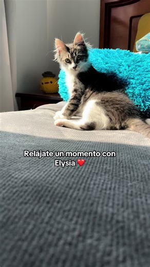 ASMR_AdyVoce on TikTok