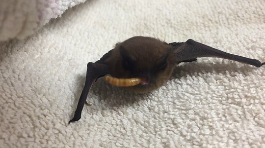 3.6K views · 67 reactions | What does a bat eating lunch sound like?...