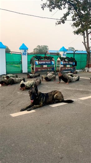 🔥Commando with k9 pushups competition #dogshorts #malinois #dogtraining