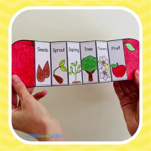 Life cycle of an apple tree foldable activity for kids printable | A4 and 11x8.5 inch | Digital Download | Science | Cut and paste - Etsy México