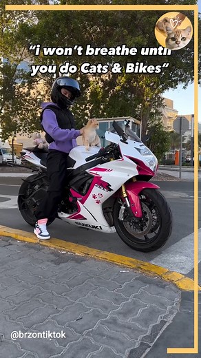 Cat and Bikes 🐈🏍️ | Animals Lovers