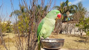Female Alexandrine Parrot Natural Voices | Parrot Paradise