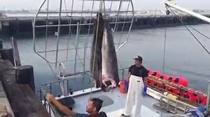 4.9K views · 32 reactions | Local, harpoon-caught Swordfish just landed at our Chesapeake Fish Company division. **Talk to your SMS rep for more info or visit our retail stores in Santa Monica and Costa Mesa. | Santa Monica Seafood | Facebook