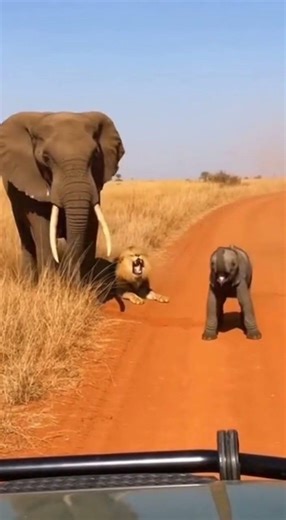 Mother Elephant’s Fierce Defense One Sudden Move Sends the Lion Flying to Save the Calf