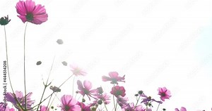 Tilt-down video of a cosmos field