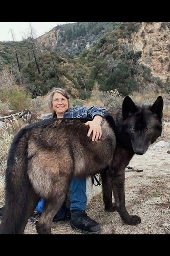 The Canadian black wolf is the largest wolf in the world.