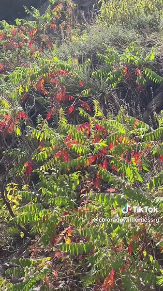 Fall Leaf Peeping Tours in Boulder, Colorado