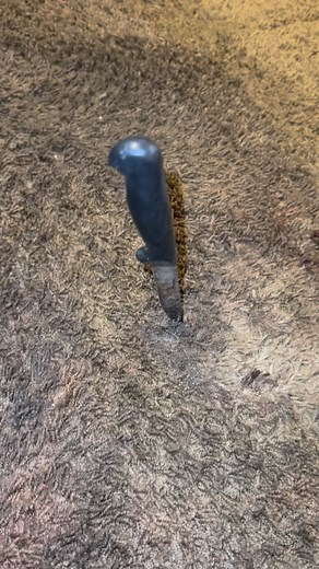 🔸This thick carpet was SO BADLY matted down a knife was able to stand straight into it. 🔸Enjoy this carpet cleaning ASMR. 🔸STAY ON TOP!! 🔸⭐️⭐️⭐️⭐️⭐️’S ✅ BBB- A Rating 🚐-TRUCK-MOUNTED EQUIPMENT💨🫧 ✅OVER 400 - 5 STAR REVIEWS ON GOOGLE. 🔸14 YEARS OF EXPERIENCE. ✅ECO FRIENDLY. 🔸LICENSED & COMMERCIAL INSURED. ✅PET & KID FRIENDLY SOLUTIONS. 🔸FAMILY OWNED & OPERATED. ✅CLEAN & PROFESSIONAL. 🔸MARK TAYLOR APARTMENT’S PREFERRED VENDOR.(Holding over 5 properties in the AZ) ✅GREYSTAR MANAGEMENT PRE