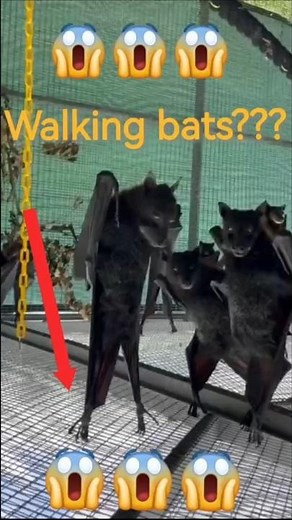 Top 5 Mind-Blowing Facts About Bats 🦇 | You Won’t Believe #3!