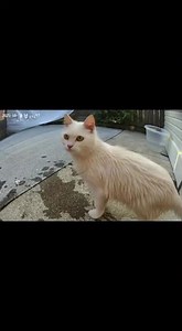Cat vs Snake: Intense Backyard Encounter Caught on CCTV