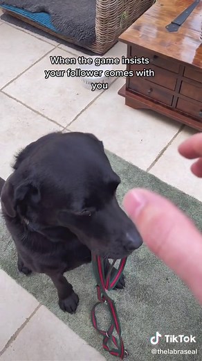 Dog Owner Simulator: Fun Owner Dog Games