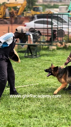 Expert Guard Dog Training Techniques at Great Habib K9 Academy