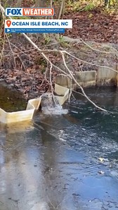 FROZEN IN ICE 🥶🐊: Alligators were submerged in a frozen pond with their nostrils out at The Swamp Park in Ocean Isle Beach, NC. The General Manager of The Swamp Park notes that these are rescue alligators and they are in a state of "brumation," not hibernation. | FOX Weather