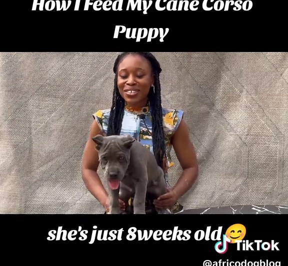 How I Feed My Cane Corso Puppy for Optimal Health