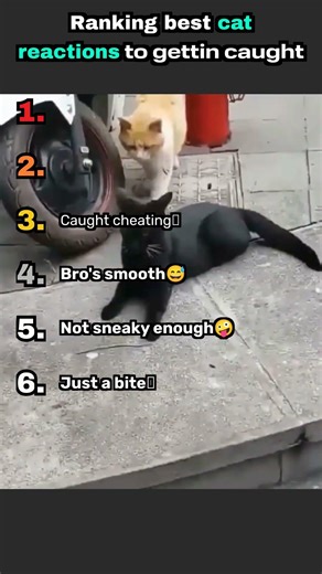 Ranking best cat reaction to getting caught#cat #funny #cute #viral