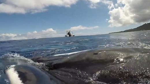 Whale protects diver from shark