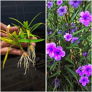 How to propagate ruellia simplex by simple cutting | Ruellia Simplex | Mexican Petunias | Rana Craft