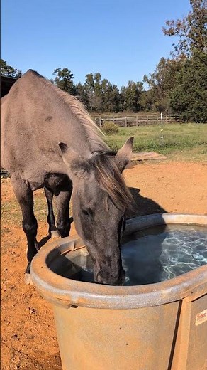 Rare Breed Marsh Tacky Horse Support 2025... [STORY BELOW]