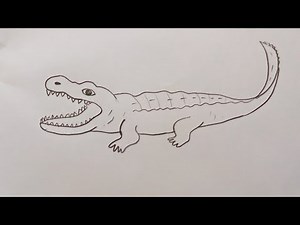 How To Draw An Alligator step by step