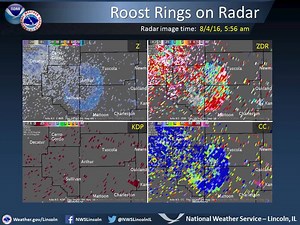 A loop of the Lincoln Doppler radar imagery from early this morning shows an example of a roost ring northwest of Mattoon. A roost ring is caused when a flock of birds take off near sunrise, and are in a dense enough concentration to be seen on radar. The expanding ring reflects the birds moving further away as the loop progresses, to the point where they are too diffuse to still be seen on radar. The two dual-polarization radar images on the right side (differential reflectivity at top right, a