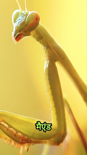 zombie parasite #fblifestyle | World Facty