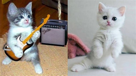 Playful kitten music and balance