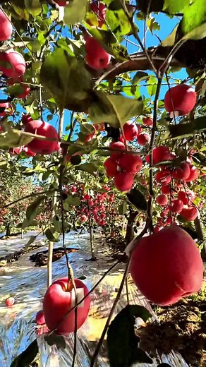 Apple looking full and beautiful 🍎🌿 #apple #applefarm | Fruit Farm