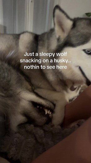 Cute Huskies and Wolves: Adorable Animal Interactions