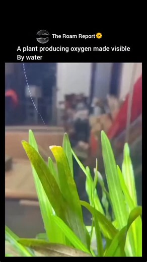 The Roam Report | The post features a short video of an aquatic plant, likely Elodea canadensis, submerged in water where oxygen bubbles visibly form and... | Instagram