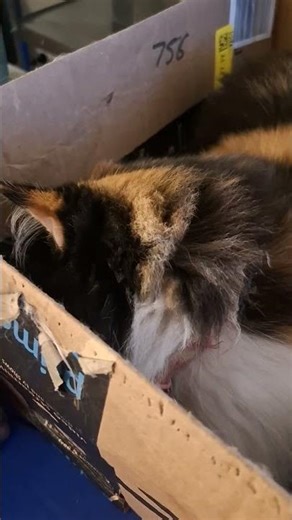 Dis cat is indecisive!