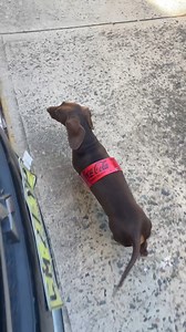 My coke zero just keeps on going missing 🥤🥤🥤 #cokezero #running #dachshund #sausagedog #doglife | Darcy & Dad