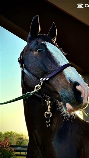 Random edit cause I have no vids✌️ #horse #equestrian #riding #pony ￼