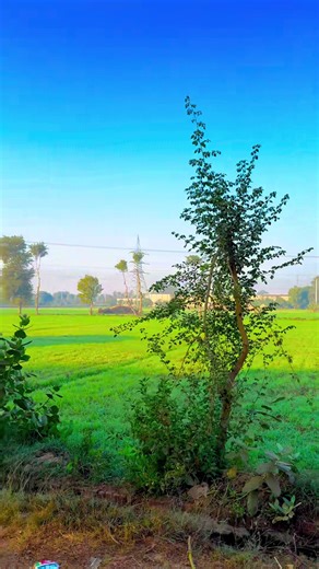 #👑 #پنجابی_کلچر🌾🍂 #panjabiculturephotography #pleaseunfrezzemyaccount #272hr
