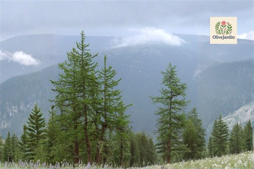 40 Siberian Larch Seeds – Larix Sibirica – Hardy Deciduous Conifer Tree – Ornamental Landscape - Etsy